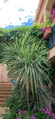 a palm tree in front of a building with flowers at Résidence Colombara in Cargèse
