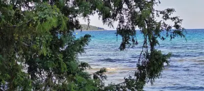 a view of a beach with trees and the ocean at Villa Acciagina 10 pers PISCINE VUE MER PINARELLO Climatisée in Pinarellu