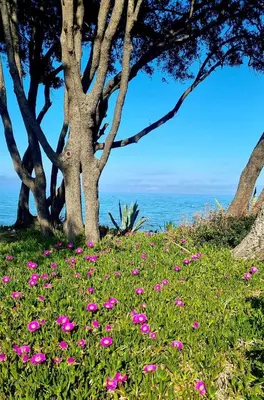 a field of pink flowers in front of a tree at Maison U nidu à 500m de la mer in Cervione