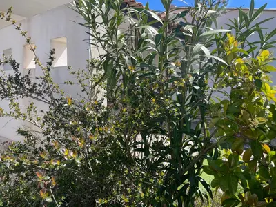 a tree in front of a white building at Mini villa K2 in Bonifacio