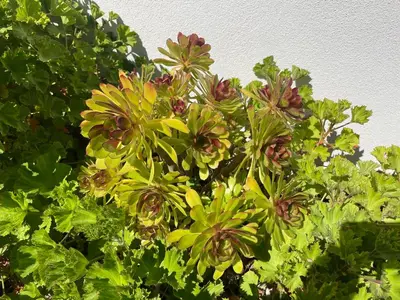 a plant with yellow flowers and green leaves at Mini villa K2 in Bonifacio