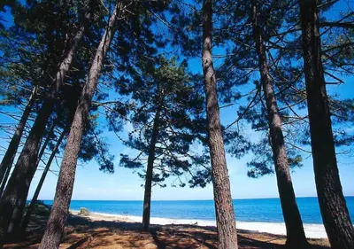 a view of the beach through a group of trees at Campo Vecchio Sole et Piscine in Ghisonaccia