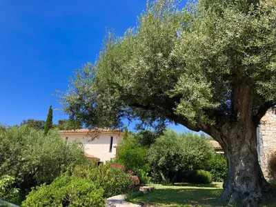 a large olive tree in front of a building at Nature & Design in Bonifacio