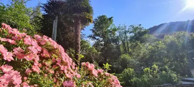 a garden with pink flowers and a palm tree at U Vechju Mulinu in Ortiporio