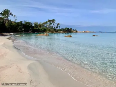 a beach with sand and the water and trees at Appartements résidence Harmonie vue mer in Porticcio