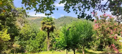 a group of trees with mountains in the background at U Caseddu 