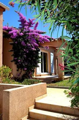 a plant with purple flowers on a house at Di Felicita in Albitreccia