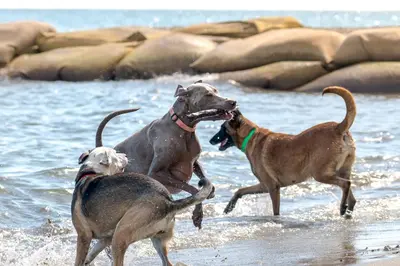 three dogs playing in the water on the beach at Camping Merendella in San-Nicolao