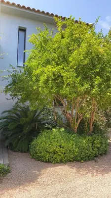 a house with trees and plants in front of it at VILLA TORRACCIA 4 Étoiles in Sainte-Lucie de Porto-Vecchio