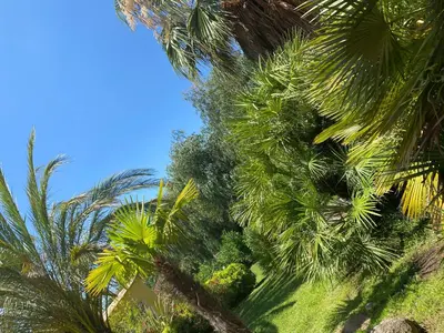 a group of palm trees against a blue sky at Villa RUSCANA AVEC PISCINE PRIVÉE in Sainte-Lucie de Porto-Vecchio