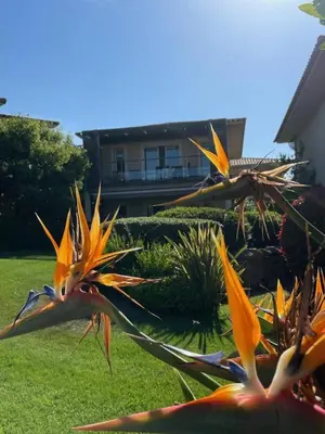 a group of yellow and orange flowers in a yard at La corse les pieds dans l'eau in Sainte-Lucie de Porto-Vecchio