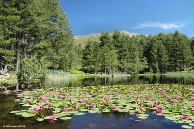 a lily pond with pink flowers in the water at CAMPING U SOMMALU in Casaglione