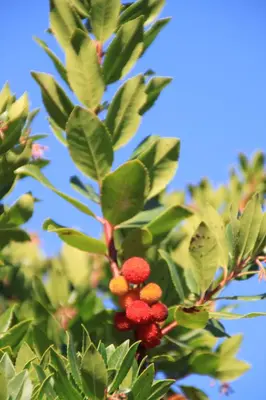 a bunch of red berries on a tree with green leaves at Location de chalet Meremaki in Pianottoli-Caldarello