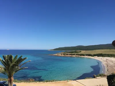 a beach with a palm tree next to the ocean at Ajaccio Magnifique T2 45m2 neuf 5 personnes Clim wifi stationnement gratuit centre ville plage à 300m in Ajaccio