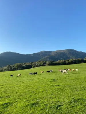 a herd of horses grazing in a green field at A Machja in Olmiccia