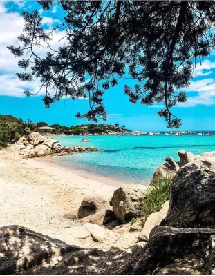 a beach with rocks and blue water and a tree at CASA STANATURA in Porto-Vecchio