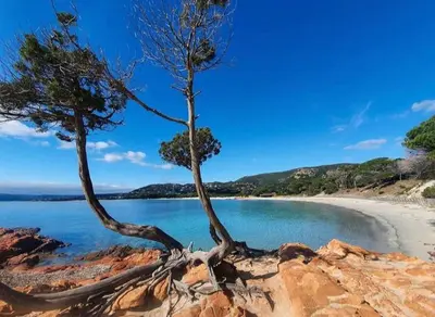 two trees on the rocks near a beach at CASA STANATURA in Porto-Vecchio