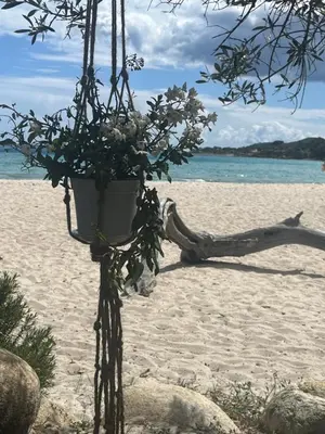a flower pot hanging from a tree on a beach at Favone Mini Villa Playa del Oro in Favone