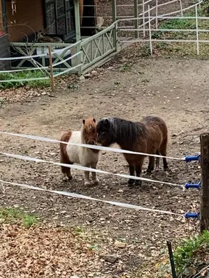 two dogs are standing next to a fence at Caselena , un havre de paix en Balagne in Ville-di-Paraso
