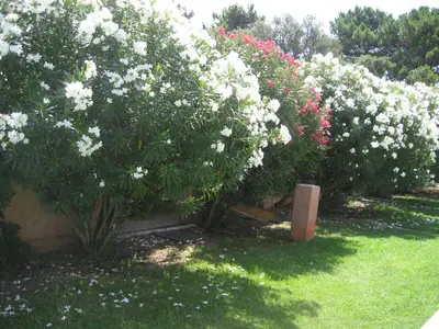 a row of bushes with white flowers in a yard at Liflosa in Lecci