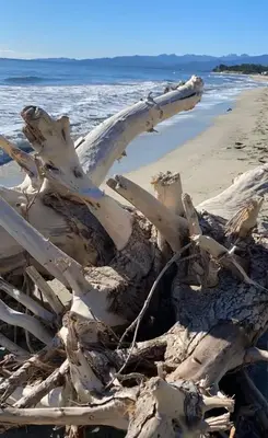 a pile of drift wood on the beach at un ecrin de verdure face à la mer in Isolaccio-di-Fiumorbo