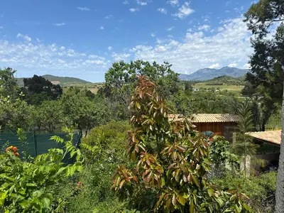 a tree in a garden with mountains in the background at gite au paradis, parc animalier in Olmeta-di-Tuda