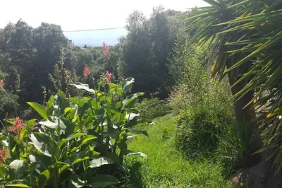 a garden with lush green plants and trees at Pavillon T2 proche ville dans petite résidence in Cuttoli-Corticchiato