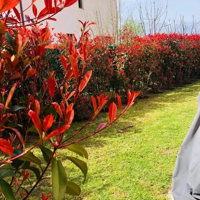 a row of bushes with red flowers in a garden at Mini-villa mitoyenne de type F2 proche Golfe de Lava in Appietto
