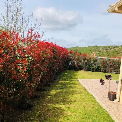 a row of bushes with red flowers and a sidewalk at Mini-villa mitoyenne de type F2 proche Golfe de Lava in Appietto
