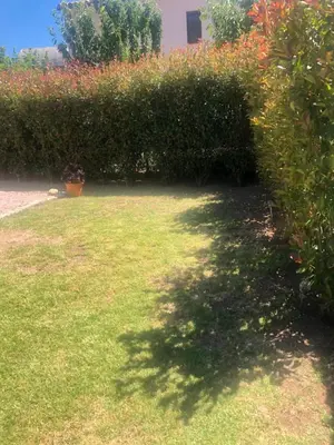 a shadow of a tree on the grass at Mini-villa mitoyenne de type F2 proche Golfe de Lava in Appietto