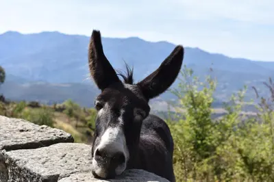 a donkey standing next to a stone wall at Résidence U Nebbiu in Olmeta-di-Tuda