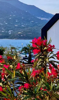 a group of pink flowers in front of the water at T2 de standing front de mer in Propriano