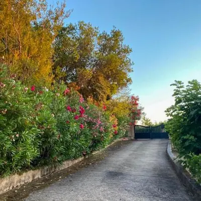 a road with trees and flowers on the side at Domaine Mare e Monti - T1 Le Maquis in Albitreccia