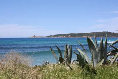 a plant on the beach with the ocean in the background at Grande maison au cadre verdoyant au centre village in Cargèse