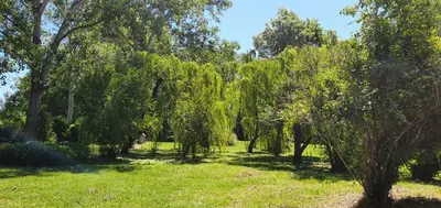 a row of trees in a field with green grass at PRATICCIONI in Linguizzetta