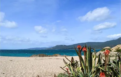 a plant on a sandy beach near the ocean at Gorgeous Apartment In Propriano in Propriano