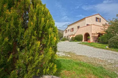 a large pine tree in front of a building at A Casa Aperta in Favalello