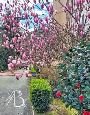 a tree with pink flowers on the side of a street at Résidence de Porticcio youyoube2 in Porticcio