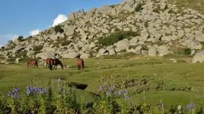 a group of horses grazing in a field near a mountain at chez LULU appartement neuf au coeur de cozzano in Cozzano