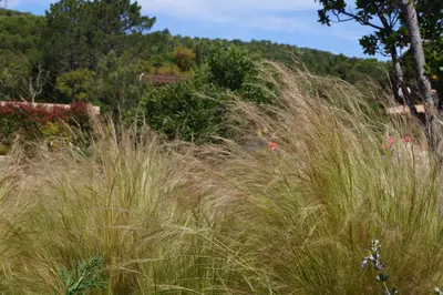 a field of tall grass with a hill in the background at Les Jardins De Santa Giulia - Charmante chambre dhte in Porto-Vecchio
