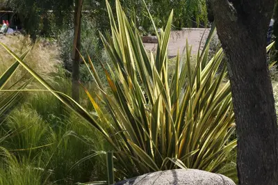 a large green plant sitting next to a tree at Les Jardins De Santa Giulia - Charmante chambre dhte in Porto-Vecchio