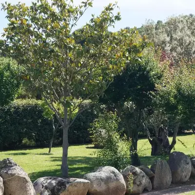 Les Jardins De Santa Giulia - Charmante chambre dhte