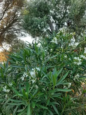 a flowering plant with white flowers in front of a tree at Mini Villa Giuseppina in Bonifacio
