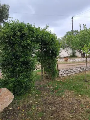 a hedge in front of a stone wall at Mini Villa Giuseppina in Bonifacio