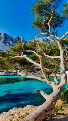 a tree next to a blue pool of water at Spacieux T3 Proche Port de Porto Vecchio in Porto-Vecchio
