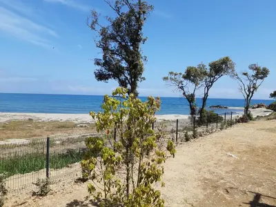 a beach with trees and the ocean in the background at Studio les pieds dans l'eau vue sur mer in Linguizzetta