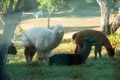 a group of sheep grazing in the grass at U Tempu Persu in Grosseto-Prugna