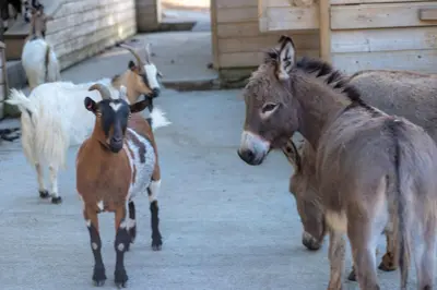 a group of goats and a donkey in a barn at U Tempu Persu in Grosseto-Prugna