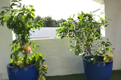 two potted citrus trees in blue pots on a balcony at Villa vue sur mer Corse Blanca Casa à PORTICCIO AJACCIO in Grosseto-Prugna