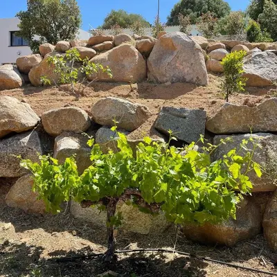 a garden with rocks and a green plant at Villa Bianca in Zonza